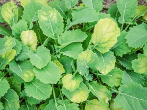 Αιτίες σποροφύτων κιτρινισμένου λάχανου