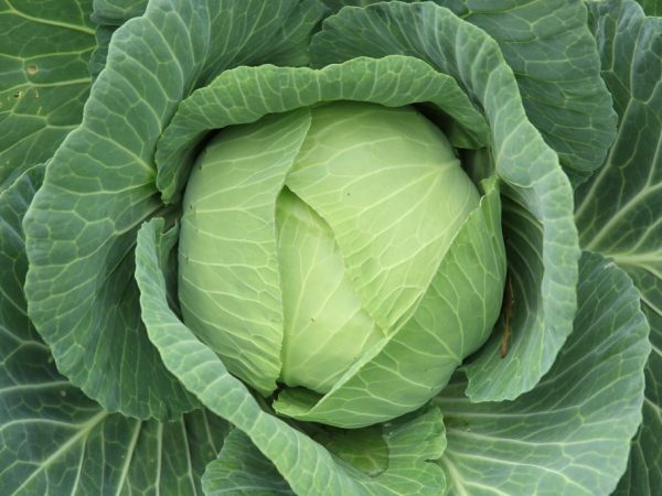 Beschrijving van Cabbage Gift