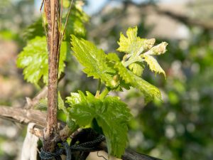 Funktioner av strumpeband druvor på våren