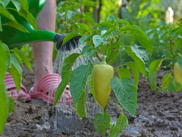 Bevattna paprika i ett växthus i polykarbonat
