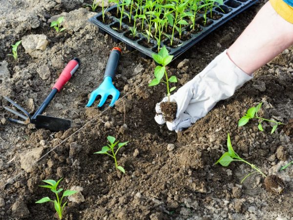 Plantering av salladpeppar för plantor
