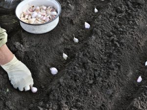 Regler för plantering av vitlök på hösten i Bashkiria