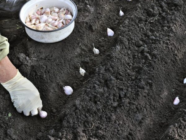 Rules for planting garlic in autumn in Bashkiria
