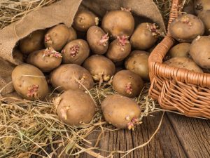 Κανόνες για τη φύτευση πατάτας σύμφωνα με τη μέθοδο της Galina Kizima