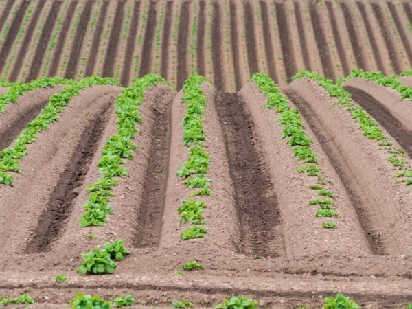 Rules for planting potatoes in the ridges