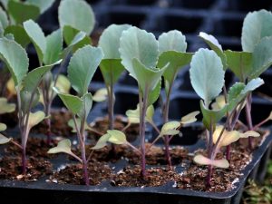 Φύτευση όψιμου λάχανου για φυτά