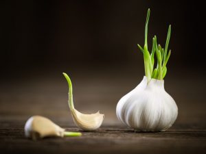 Výhody a skladování naklíčeného česneku