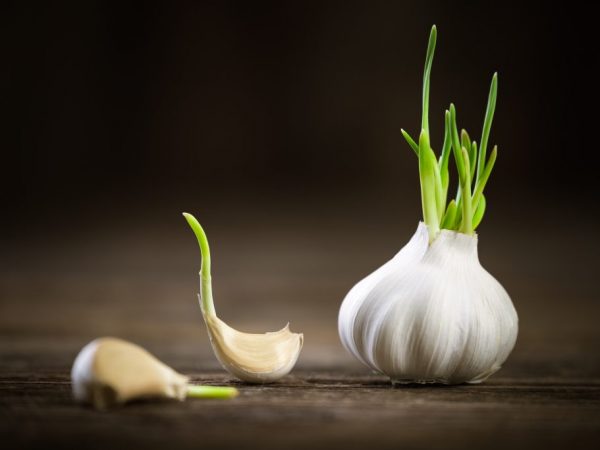 The benefits and storage of sprouted garlic