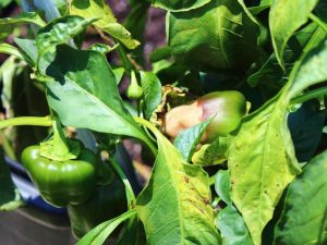 Αιτίες λεκέδων στα φύλλα πιπεριού