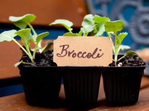 Správné výsadby sazenic brokolice