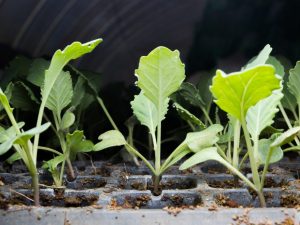 Plantar plántulas de coliflor.