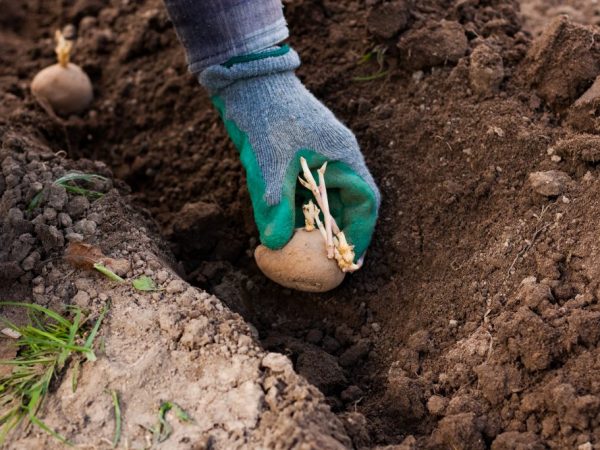 You need to prepare for planting in trenches in the fall.