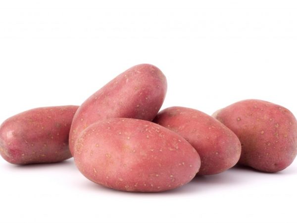 Description of Red Lady potatoes