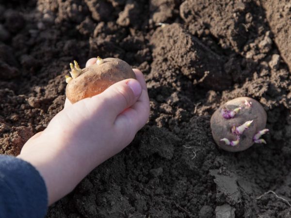 Tubers need to be prepared for planting