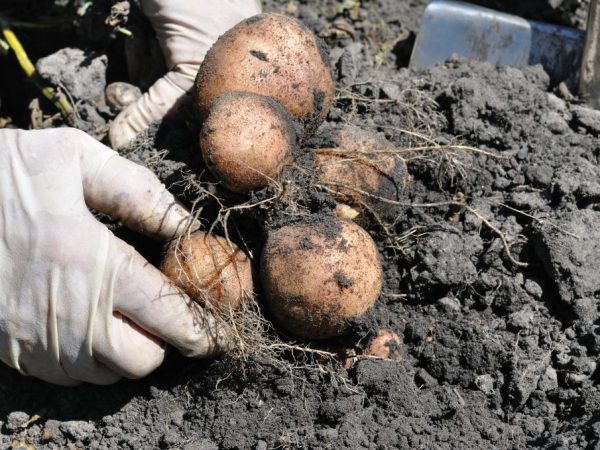 Characteristics of the potato variety Romano