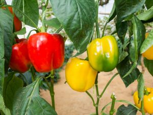 Charakteristika produktivních odrůd pepře