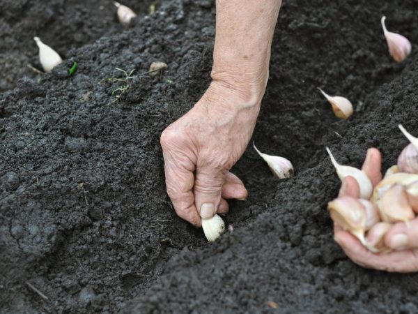 When planting, the seeds are deepened by 5 cm