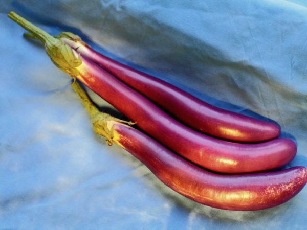 Kännetecken för sibirisk prins aubergine