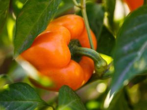 Sklízejte odrůdy sibiřské papriky