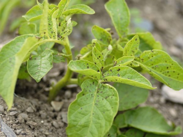 Causes of leaf curling in potatoes