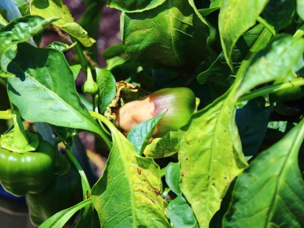 Causes of leaf curling in pepper