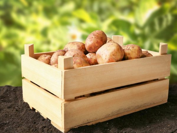 Las mejores variedades de patatas para Siberia.