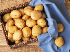 Avkastning potatis sorter för centrala Ryssland