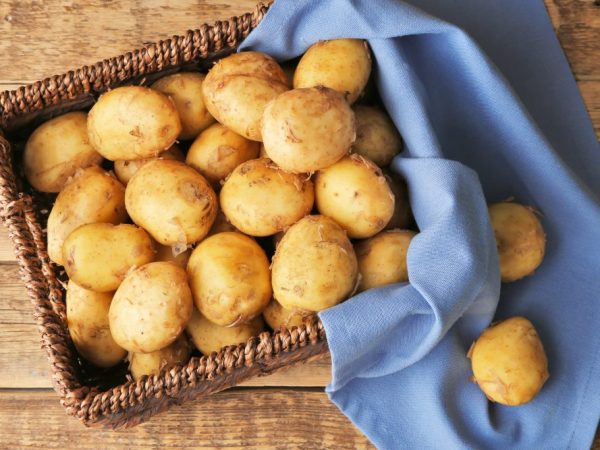 Απόδοση ποικιλιών πατάτας για την κεντρική Ρωσία