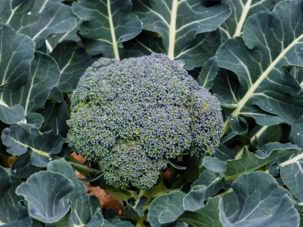 Broccoli växer bra under växthusförhållanden