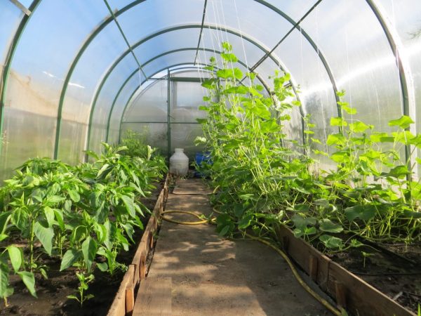 Ο τόπος όπου καλλιεργείται το πιπέρι πρέπει να αλλάζει κάθε χρόνο.