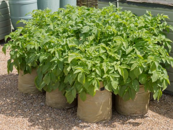 The technology of growing potatoes in bags