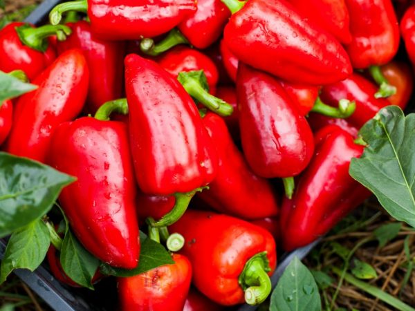 Characteristics of the temp pepper variety