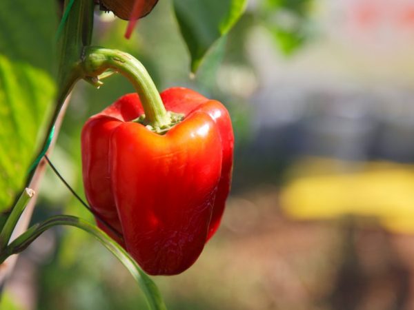 Charakteristika odrůdy papriky Tolstyachok