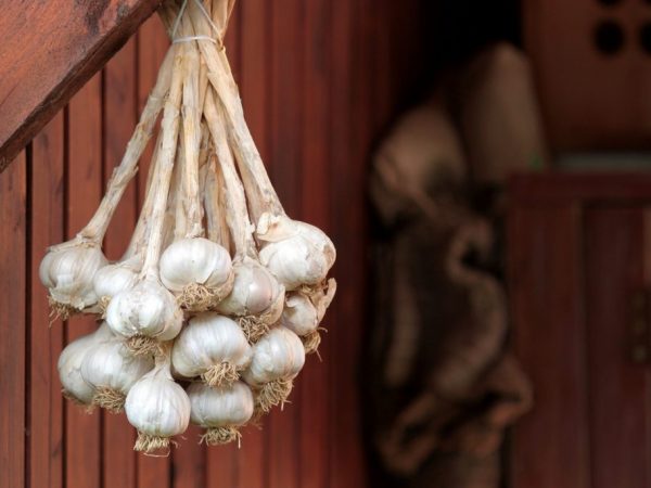 Cleaning and storing garlic