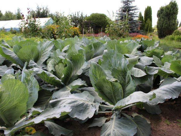 Hnojiva zvýší imunitu zelí