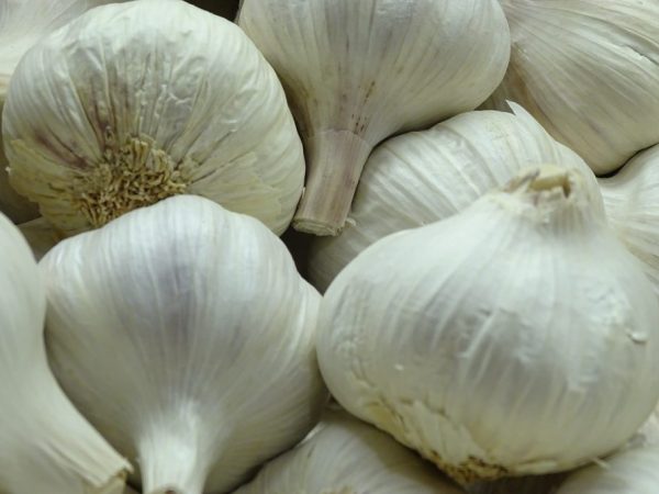 Carrying out foliar dressing of garlic