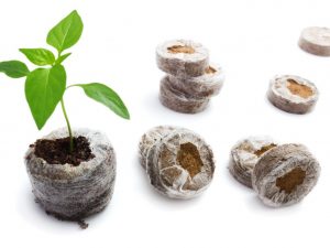 Pěstování pepře v rašelinových tabletách