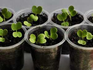 Princip pěstování sazenic zelí