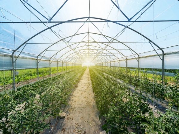 Výsadba rajčat ve skleníku