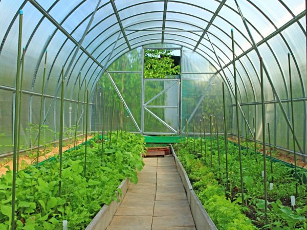 Växthusets design påverkar tiden för plantering av tomater.