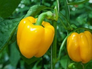 Χαρακτηριστικά της κίτρινης πιπεριάς