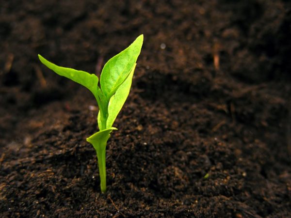 El método de cultivo de plántulas aumenta los rendimientos.