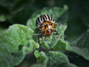 Applicering av Beetle Eater från Colorado potatisbaggen