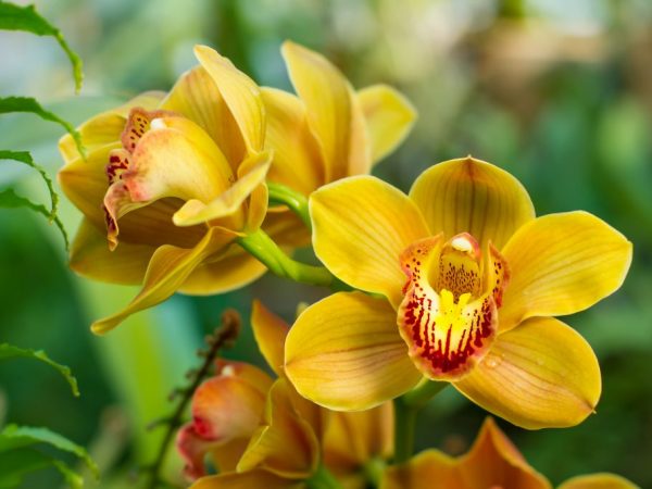 Växande Cymbidium-orkidéer