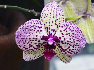 Jak používat zemědělství pro orchideje