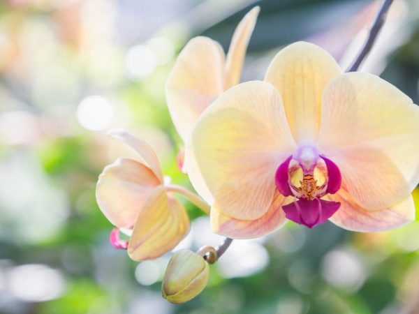 Zalévání orchideje hnojivem