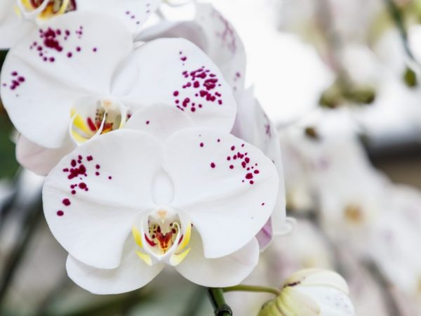Приложение на Aktara за орхидеи