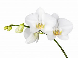 Pěstování bílé orchideje