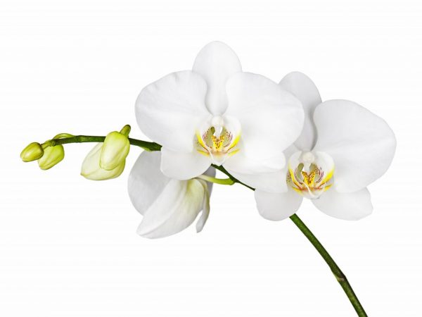 Odlar en vit orkidé