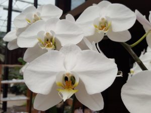 Rostoucí bílá Phalaenopsis